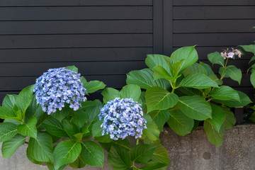 青い紫陽花