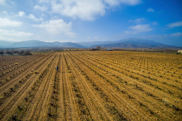 Aerial view of a vineyard during a winter sunny day and a man working on it- Drone Image