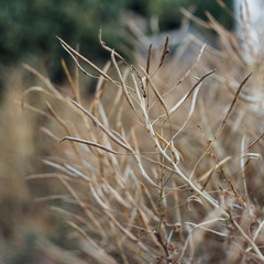 Fall stress melancholy old grass 