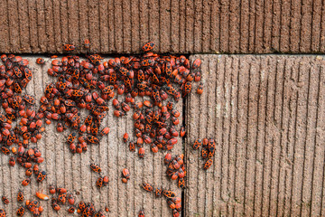 Colony of firebugs (Pyrrhocoris apterus) on a wall - mostly larvae of fifth, final larval instar and adults