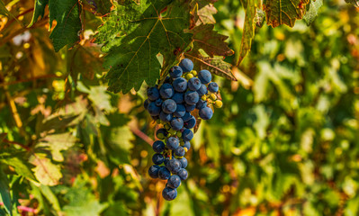 Closeup view of a grape bunch on the grapevine tree with green leaves during an autumn sunny day - Image