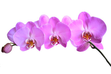 pink orchid flowers close up on white background