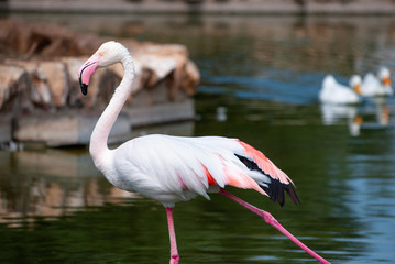 Pink flamingo with its white and reddish feathers, and pink beak, to drink in a lake