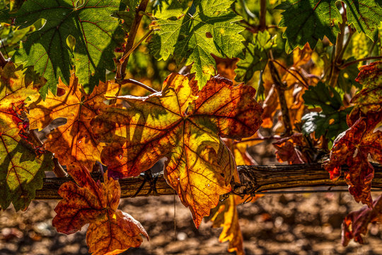 Closeup view of a grapevine tree green and orange leaves during an autumn sunny day - Image