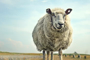 Fotobehang grappige lachende schapen © Jenny Sturm