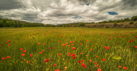 long exposure image of a red poppies field with a cloudy blue sky during a spring day