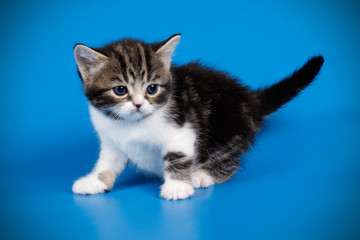 Fototapeta premium Scottish straight shorthair cat on colored backgrounds