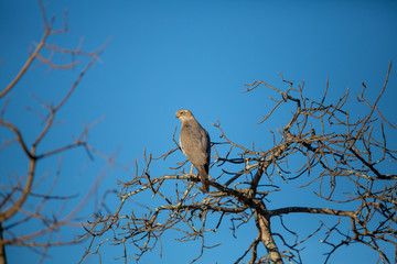 Goshawk