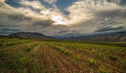 Long exposure Panoramic view of a vineyard during a spring stormy day and clouds on the sky - Image