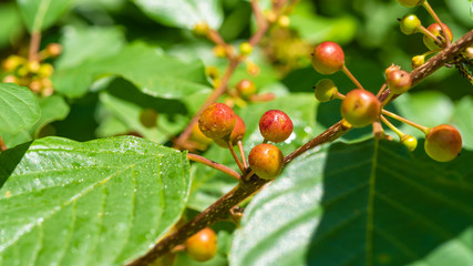 Natural background with a branch of buckthorn ordinary with berries