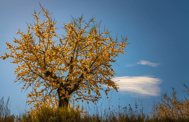 blooming cherry tree with withe flowers during a spring sunny day - Image