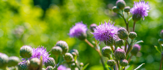 Flowers of burdock on a green background - panoramic cover, banner - obrazy, fototapety, plakaty