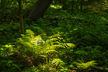 Mystical forest landscape - fern lit by the rays of the sun in a dark forest