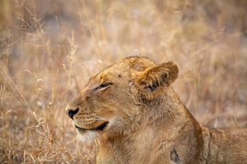 Lion pride with sub adults © Darrel