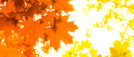 Fototapeta na wymiar Autumn panoramic natural background - orange and yellow maple leaves, bottom view, copy space