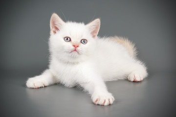 Scottish straight shorthair cat on colored backgrounds