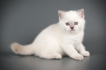 Scottish straight shorthair cat on colored backgrounds