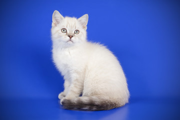 Scottish straight shorthair cat on colored backgrounds