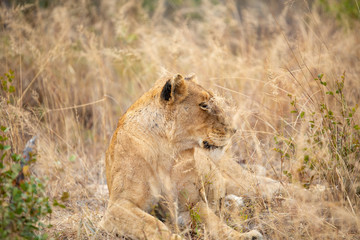 Lion pride with sub adults