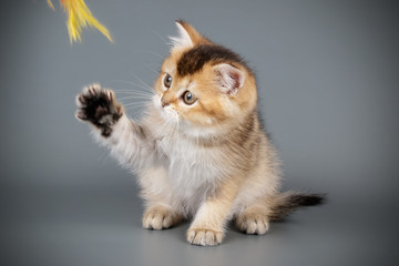 Scottish straight shorthair cat on colored backgrounds