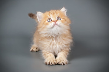 Fototapeta na wymiar Scottish straight longhair cat on colored backgrounds