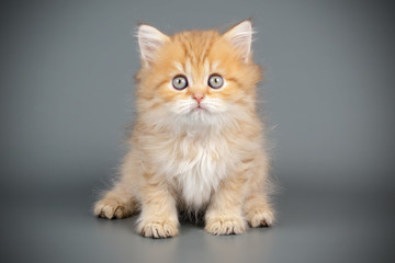Naklejka na ściany i meble Scottish straight longhair cat on colored backgrounds