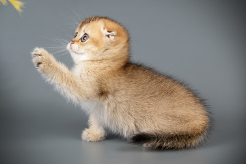 Scottish fold shorthair cat on colored backgrounds