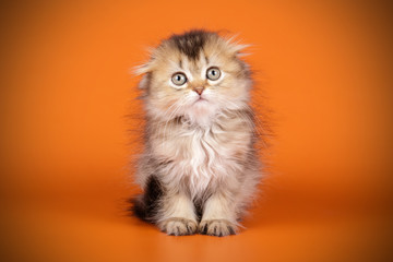 Fototapeta premium Scottish fold longhair cat on colored backgrounds