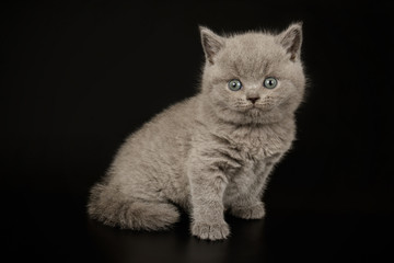 Fototapeta na wymiar British shorthair cat on colored backgrounds
