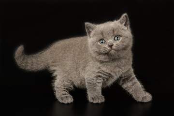 British shorthair cat on colored backgrounds
