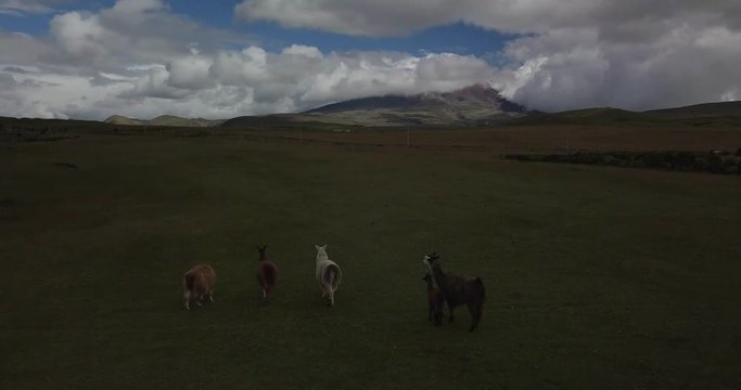 Herd of llamas grazing on highlands near Cotopaxi Volcano in Ecuador