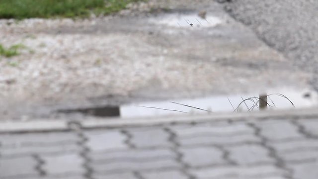 Rack Focus Puddle At Drive Way Reflecting Electric Pole On The Street