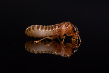 Macro Termite shiny black background