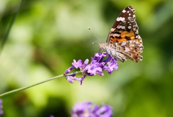 Close up of orange and black butterfly (Nymphalis polychloros) on lilac lavender flower with blurred green background