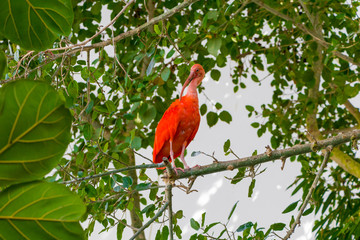 Scarlet Ibis bird, Eudocimus ruber, tropical wader in the biosphere of the Old Port of Genoa
