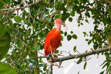 Exotic red bird Scarlet Ibis, Eudocimus ruber