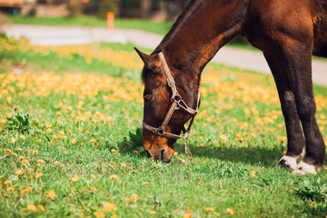 Horse grazing in a field. Sunny day. 