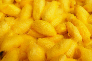 Yellow mulberry silk that is a worm for background, Thai silk production