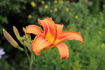 orange daylily in the garden