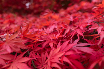red autumn leaves