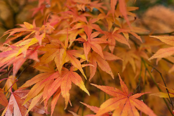 red autumn leaves
