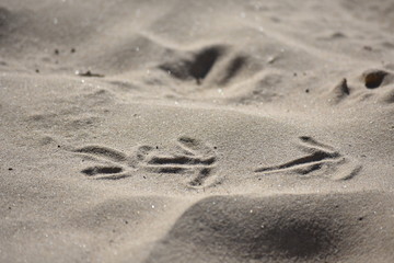 Fototapeta na wymiar Close up bird footprints on sand