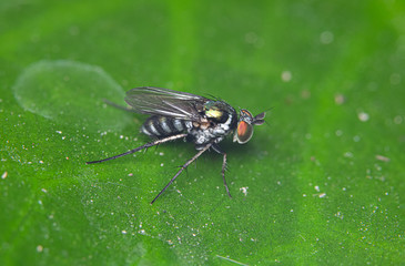 Macro flies on green leaves