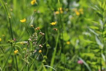 Field with yellow flowers closeup