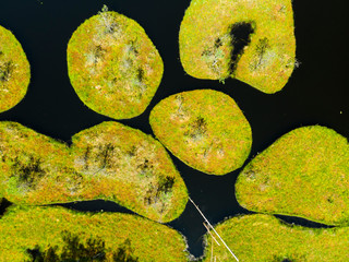 rezerwat jeziorka kozie jeziorka rezerwat przyroda kaszuby z drona - obrazy, fototapety, plakaty
