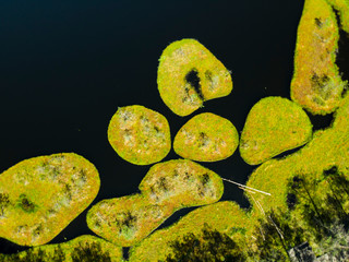 rezerwat jeziorka kozie jeziorka rezerwat przyroda kaszuby z drona - obrazy, fototapety, plakaty