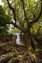 old tree with leafs and roots at a lagune and rocky coastline a tropical landscape scene