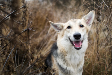Fototapeta premium Portrait of cute mixed breed husky dog walks on autumn meadow