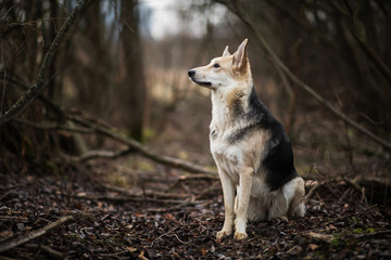 Portrait of cute mixed breed husky dog walks on autumn meadow