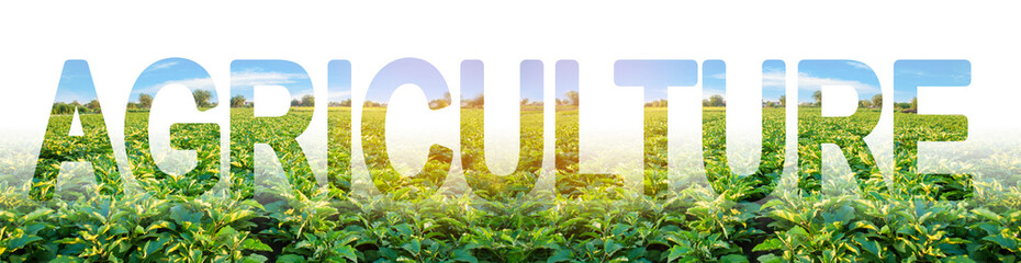 The word agriculture on the background of a eggplants plantation. The use of modern integrated...